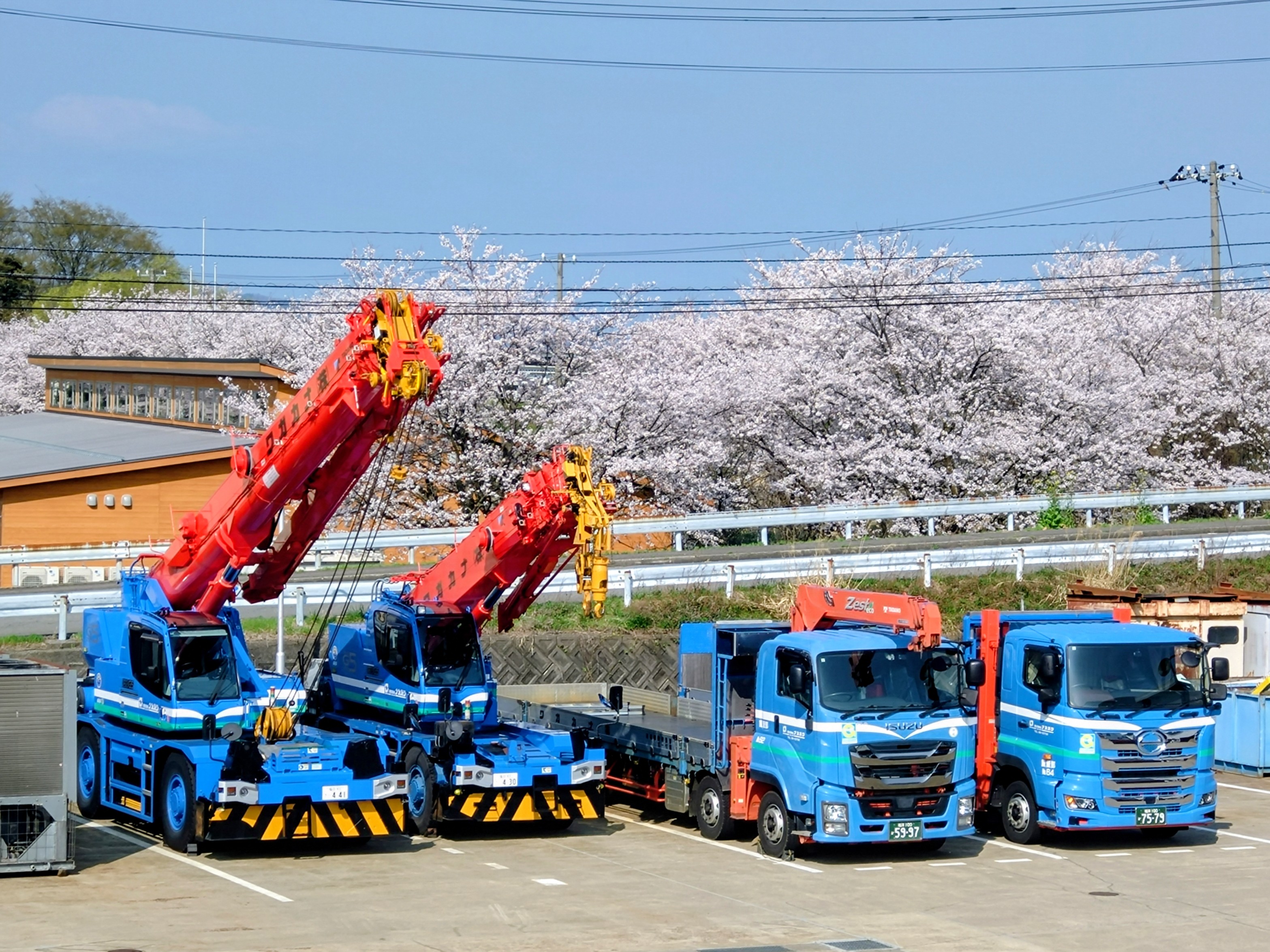 桜満開
