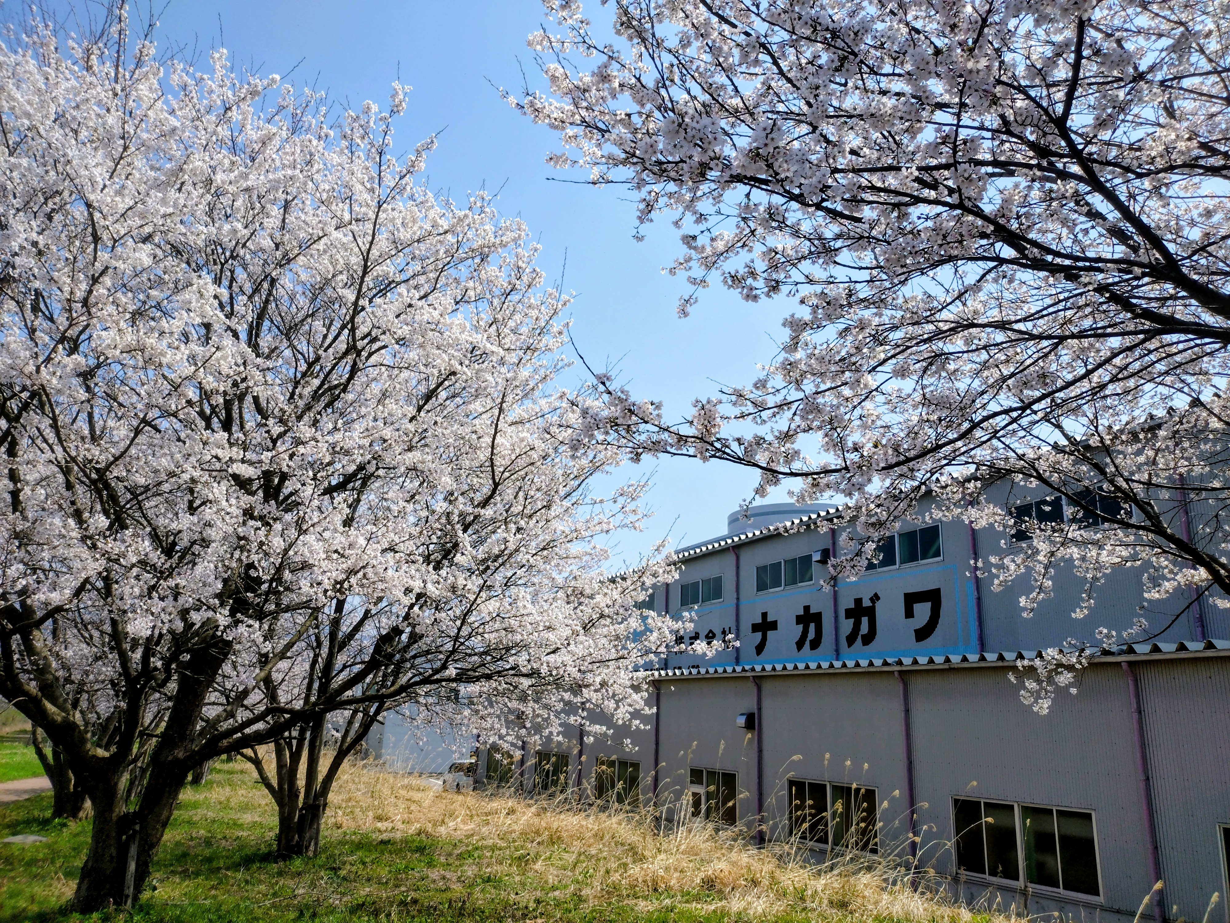 桜満開